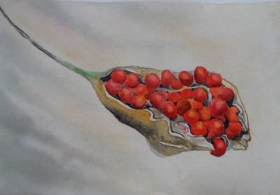 "Bursting" - mount only on quality watercolour paper - a very ripe seedpod, - Painting by Christine Parnell, an artist from Hawke's Bay, New Zealand.