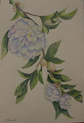 "White Camelia" - framed on quality watercolour paper - a study in white and green - Painting by Christine Parnell, an artist from Hawke's Bay, New Zealand.